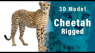 Rigged Cheetah 3D Model (3ds Max 2018) | PROmax3D