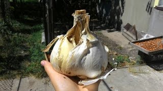 Гигантский чеснок(a large garlic)