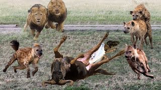 Lion Protect Mother Wildebeest & Her Newborn Baby From Hyena