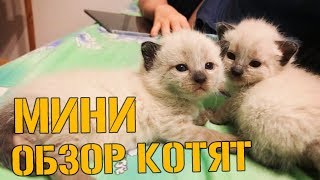Мини обзор на котят