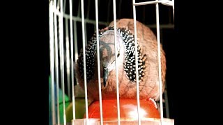 Tiếng chim cu gáy  mồi 15 năm
