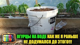 ОГУРЦЫ НА ВОДЕ КАК ЖЕ Я РАНЬШЕ НЕ ДОДУМАЛСЯ ДО ЭТОГО!!!
