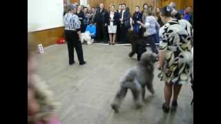 23.09.2012-моно пуделей Обнинск, большие пудели, бэст