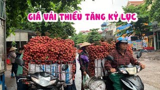 Bán một xe vải thiều được mười mấy triệu đồng, về khoe cả làng
