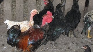 Моё домашнее подворье