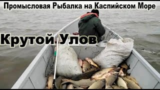 Крутой Улов Рыбака На Каспии (Калмыкия) ?Канал Рыбалка в Дагестане?