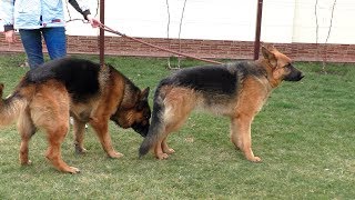 Немецкие овчарки Дакар и Ника. Брачные игры. German Shepherd Dogs Dakar and Nick. Courtship. Одесса.
