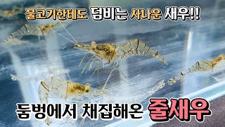 [모아이] 다 큰 물고기한테도 겁 없이 덤비는 새우?!! 물고기 저리비켜!! 위풍당당 줄새우!!!