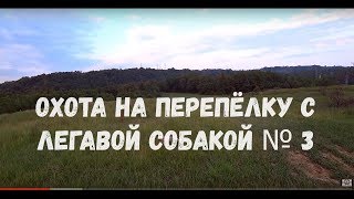 Охота на перепёлку с легавой собакой № 3