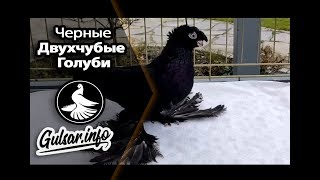 ЧЕРНЫЕ ДВУХЧУБЫЕ ГОЛУБИ / PIGEONS / TAUBE  #Gulsarinfo©