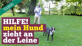 Hilfe, mein Hund zieht an der Leine! | Training Hundeerziehung