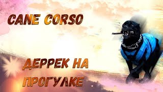 Собака кане корсо на прогулке. #canecorso #GoPro