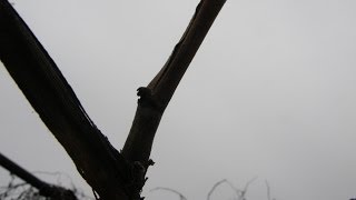 Обрезка виноградного куста,кордон.
