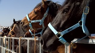 Zona de trato de la Feria del Caballo de Cartaya 2019