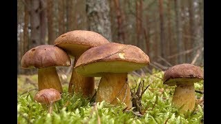 Выход в лес, сбор польских грибов.