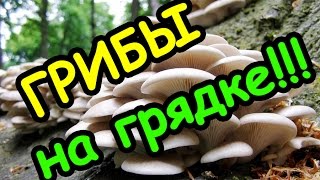 Как вырастить грибы дома | How to grow mushrooms at home