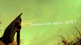 Гусь 2017 (открытие). Охота от первого лица