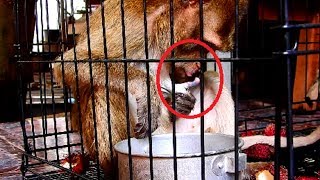 Poor Amari breast herself why? Hopefully NGO care properly for pity this family