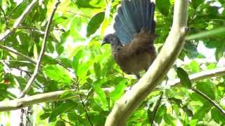 Aves del norte Nicaragua