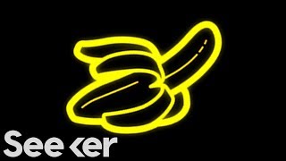 Can You Name The Most Bizarre Penises In the Animal Kingdom?