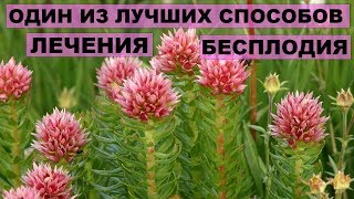 ЛЕЧЕНИЕ БЕСПЛОДИЯ КРАСНОЙ ЩЕТКОЙ. Миомы,кисты,эндометриоз,кандидоз