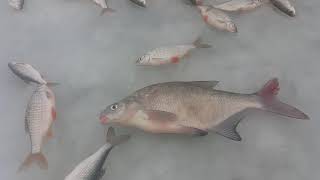 Рыбалка. Куршский залив.
