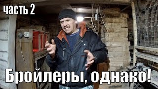 Бройлеры выращивание  (часть 2)  первые дни и бройлерные дела зимой