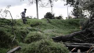 ....Dead trees.... Cap.5