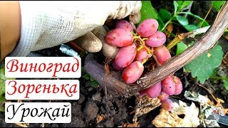 Виноград Зоренька. Урожай и особенности гибридной формы