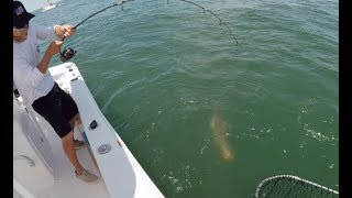 Crazy Sight Fishing COBIA in Virginia!!