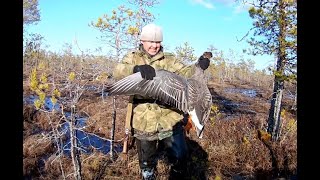 Охота на гуся 2019, Кировская обл. 43 регион!
