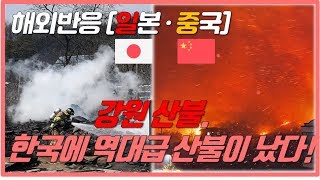 [해외반응x세반채] 강원대형산불 속보로 보도하는 일본뉴스, 일본반응, 중국반응. 속초산불