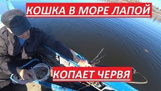 КОПАЕМ КОШКОЙ МОРСКОГО ЧЕРВЯ/ЗА ТРЕСКОЙ К ПИНГВИНАМ