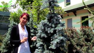 Випуск 64. Ялина колюча Koster