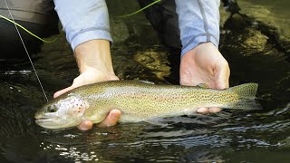 Big Rainbow Trout in Small Oregon Stream