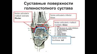 Суставы стопы