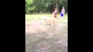 Traxxas remote control car vs. English mastiff