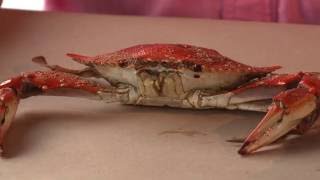 Picking Crabs the Proper Way with Bobby Abner