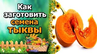 ?Как собрать семена тыквы. Заготовка семян мускатной тыквы.