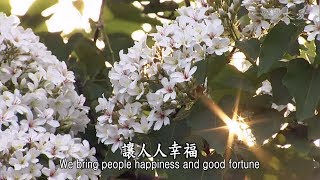 【靜思妙蓮華】20200211 - 慈悲十力無畏起 - 第155集