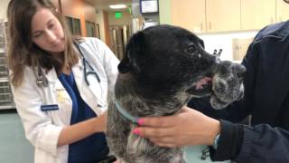 Extreme Abuse Leaves Dog Deformed