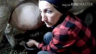 Дойка коровы// Трудности при лечении.