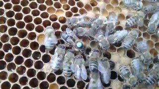 Матка штучного запліднення карніка австрійка пернера, черес три дні після підсадки в ізолятор