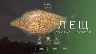 РУССКАЯ РЫБАЛКА 4 | RF4 - ЛЕЩ, ОЗ.СТАРЫЙ ОСТРОГ