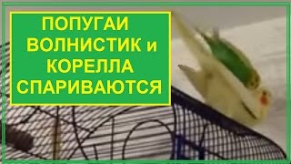 Могут ли спариваться корелла и волнистик. Корелла Кеша ведет себя КАК САМКА и КАК САМЕЦ