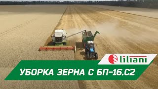 Уборка пшеницы с помощью бункера-перегрузчика "Лилиани", ООО "Агросоюз", Краснодарский край