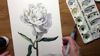 Рисую белый пион акварелью | Amami.Art