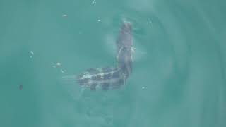 ゴンズイに似ているこの魚はニジギンポ。