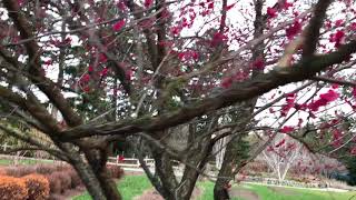 Японский абрикос (Prunus mume) в конце цветения - бот. сад Нью-Йорка NYBG, 31 марта 2018