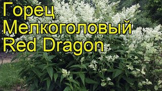 Горец мелкоголовый Ред Дракон. Краткий обзор, описание характеристик persicaria Red Dragon